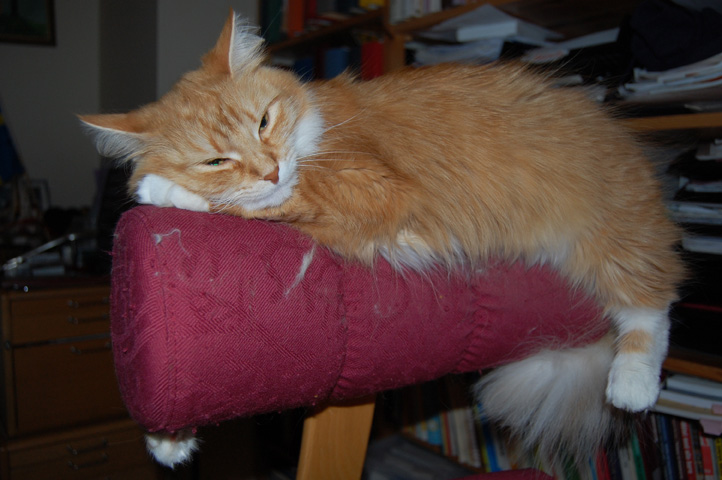sibirisk katt Queeni